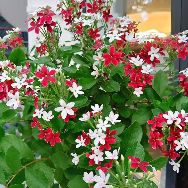 使君子耐高温 浓香花卉盆栽水君子四季植物庭院阳台花园开花