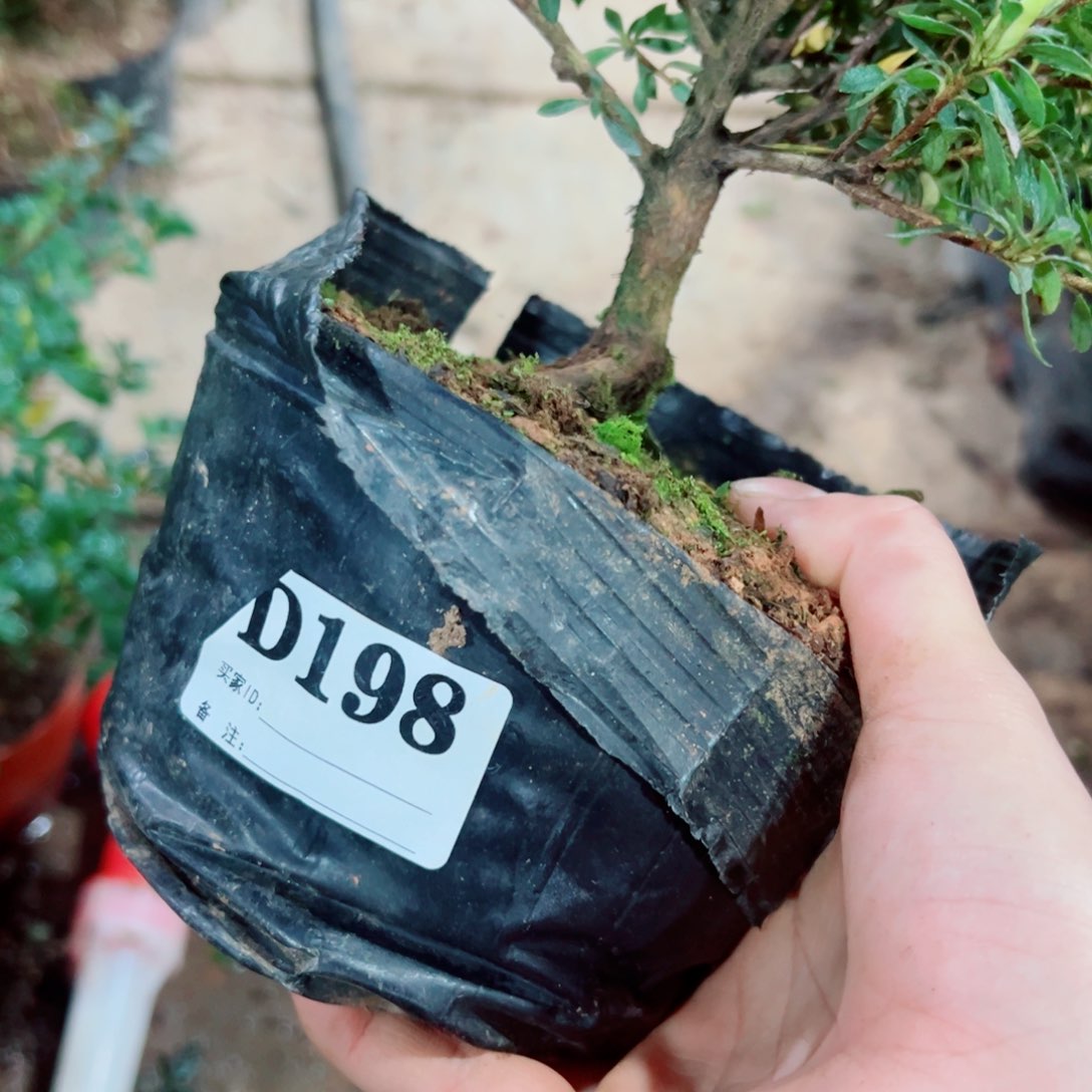 完全开放真*美杜鹃花科植物有花