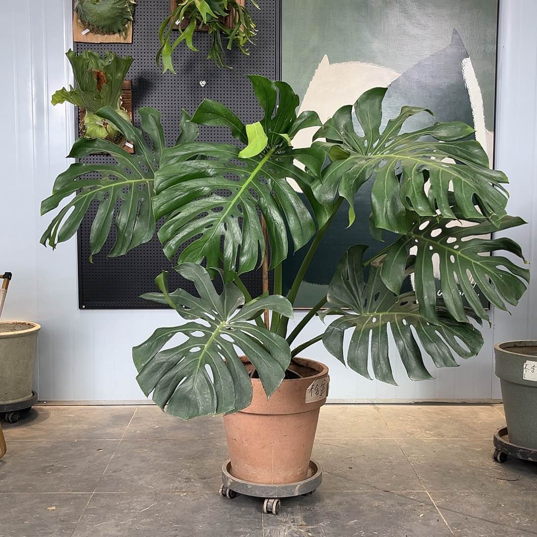 龟背竹的故事是一个人的故事吗