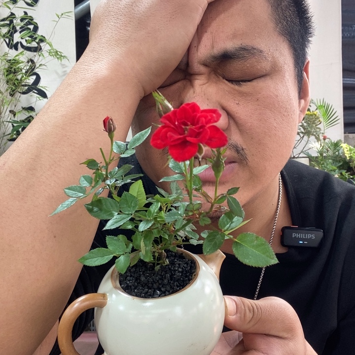 Y***g以实际为准盆景盆栽绿植176