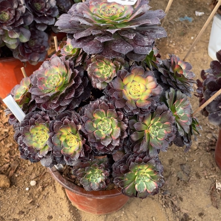 无花朵482多肉植物烟花