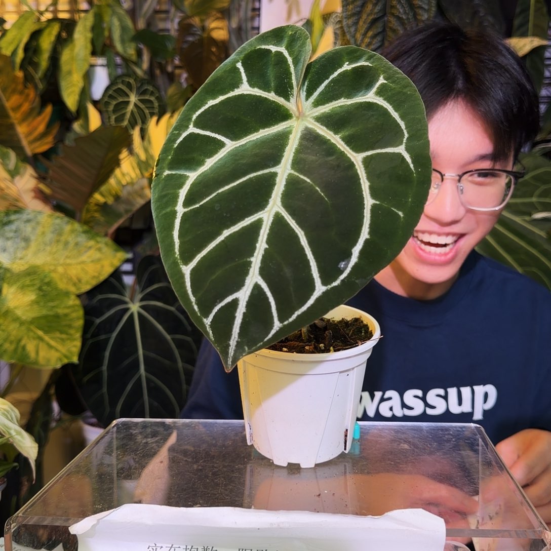 完全开放P177  红水晶杂铜锣烧