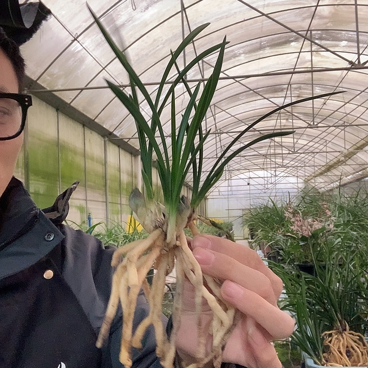 完全开放绿云3苗带花