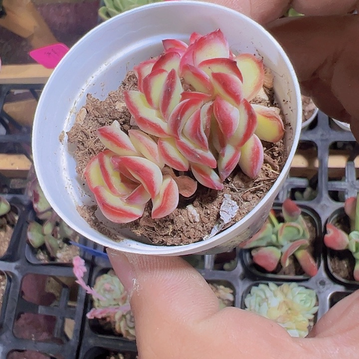 肉酱玫瑰精品多肉