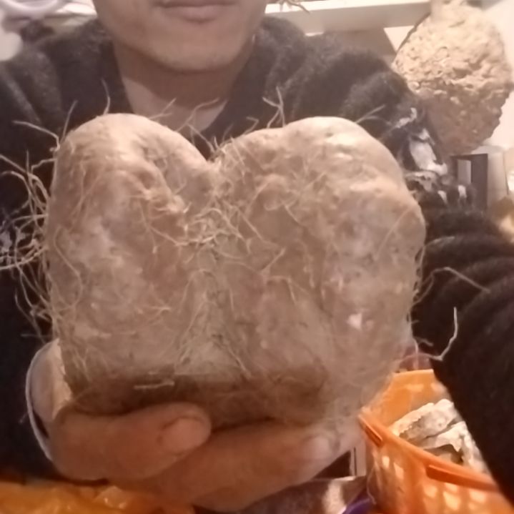 青榄贵州山采毛狗苕一个