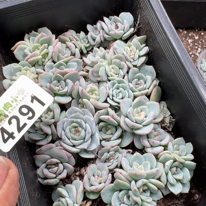 蜜***兔多肉植物多肉植物