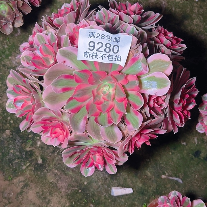 9280粉女巫多肉植物