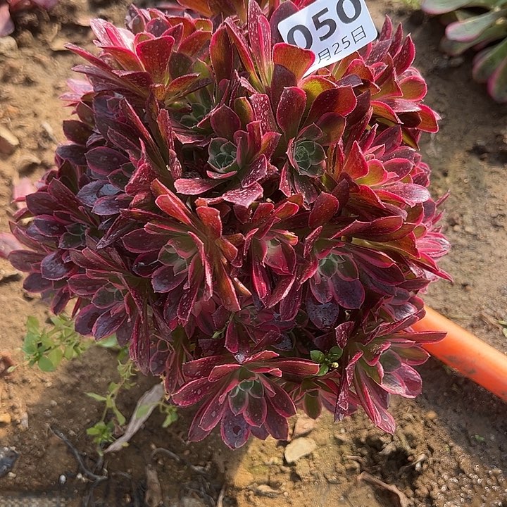 2.25-50男神多肉植物