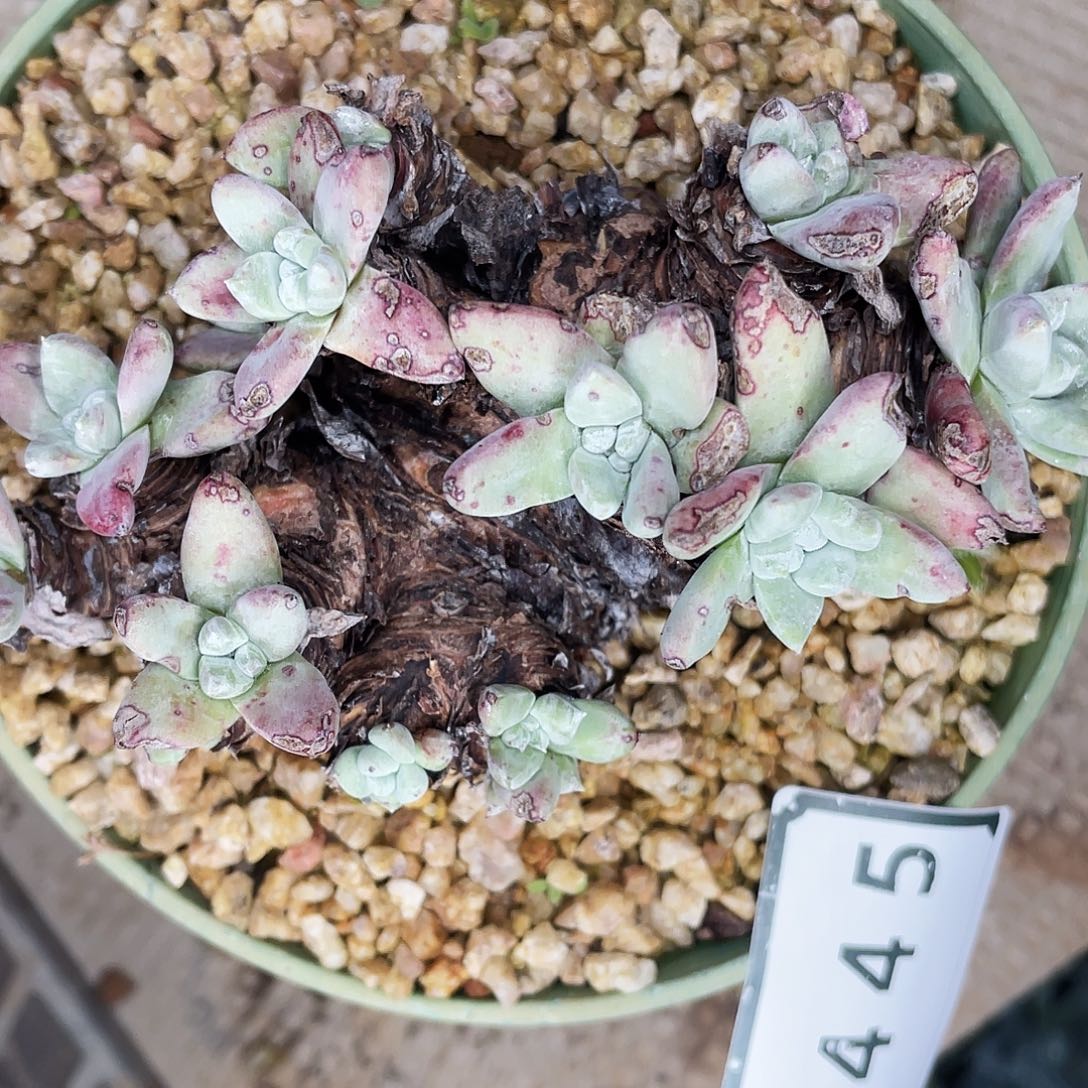 仙女杯老桩多头2445