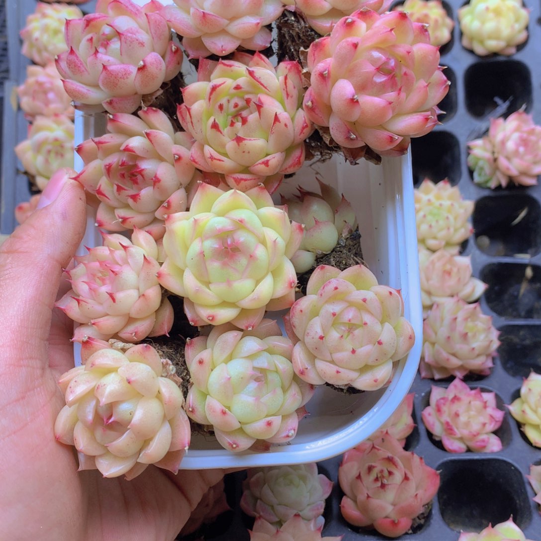 我要去看你了啊我054