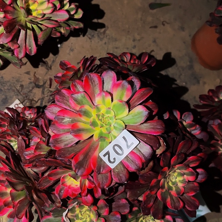 702烟花多肉植物处理不售后