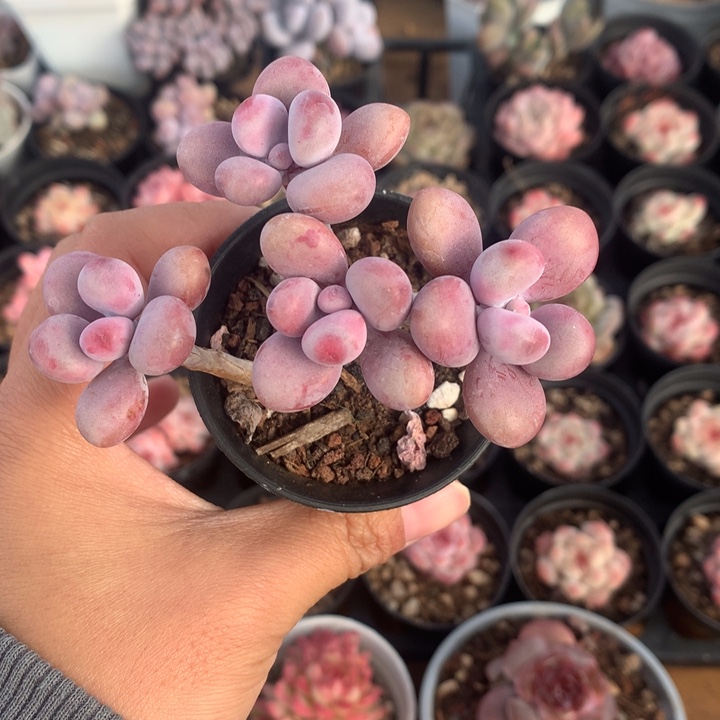 精控桃蛋一物一拍