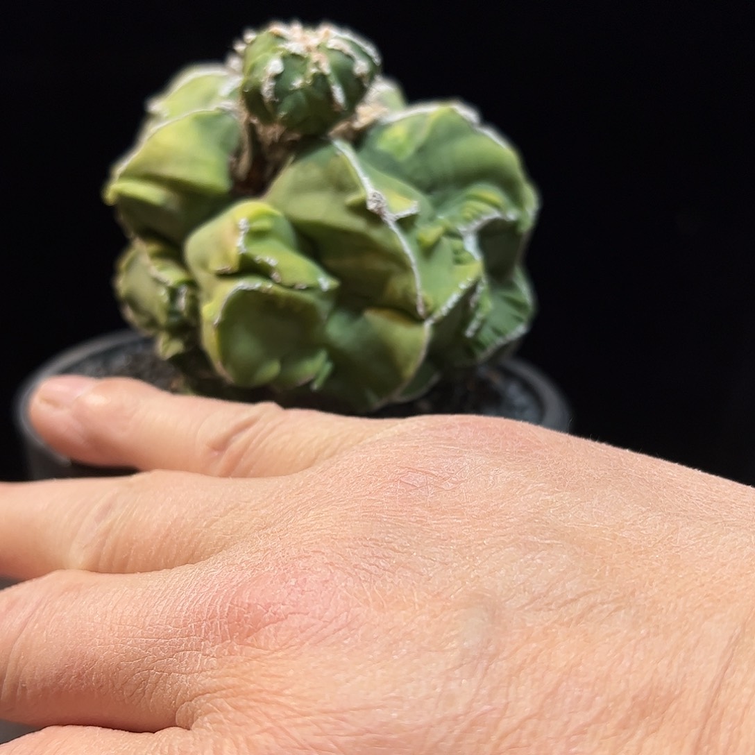 雾**秋鸾凤玉888888888