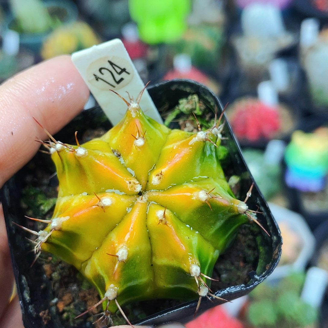 非偏远地区满25包邮仙人球