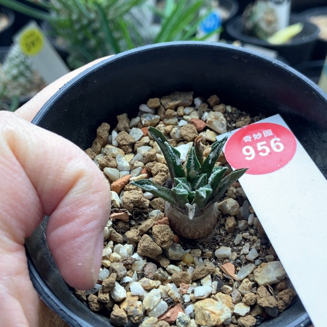 实生六年半黑牡丹2.8cm一棵仙人球