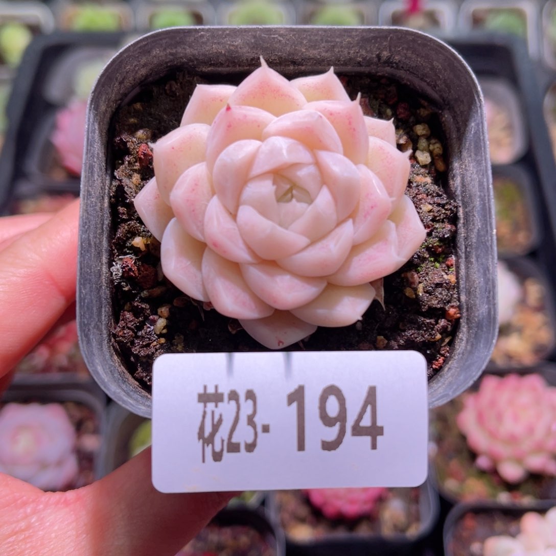 花利美23-194麦秆