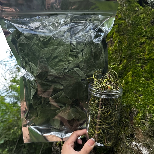 长白山正宗野生小叶三枝九叶草黄金草