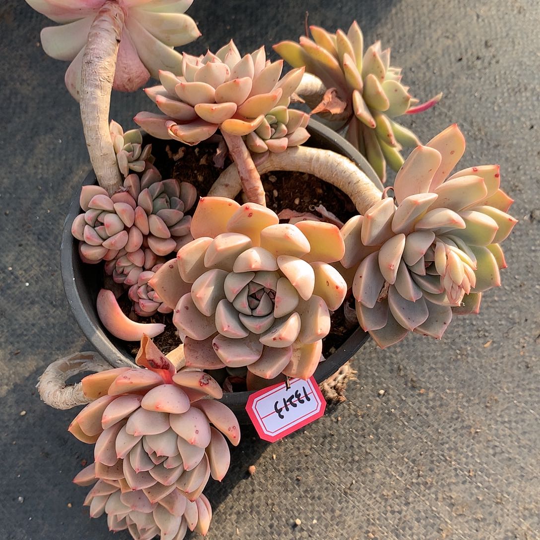 七*红粉佳人老桩13213