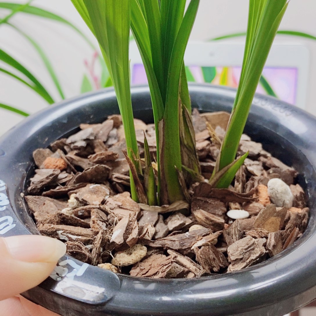 痴***哥当前无花栽培后可以开花