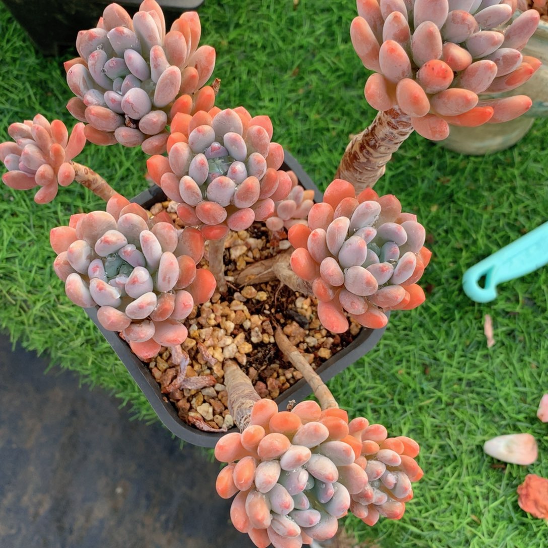 友家多肉一物一拍