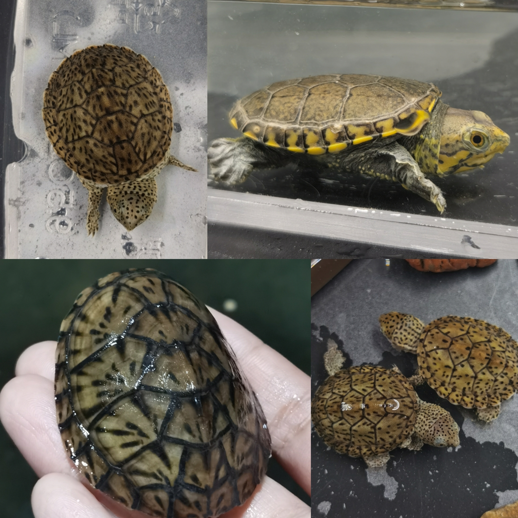 巨头蛋龟/窄桥蛋龟/苗子/亚成/公/母/极品【直播间挑龟，非邀勿拍】