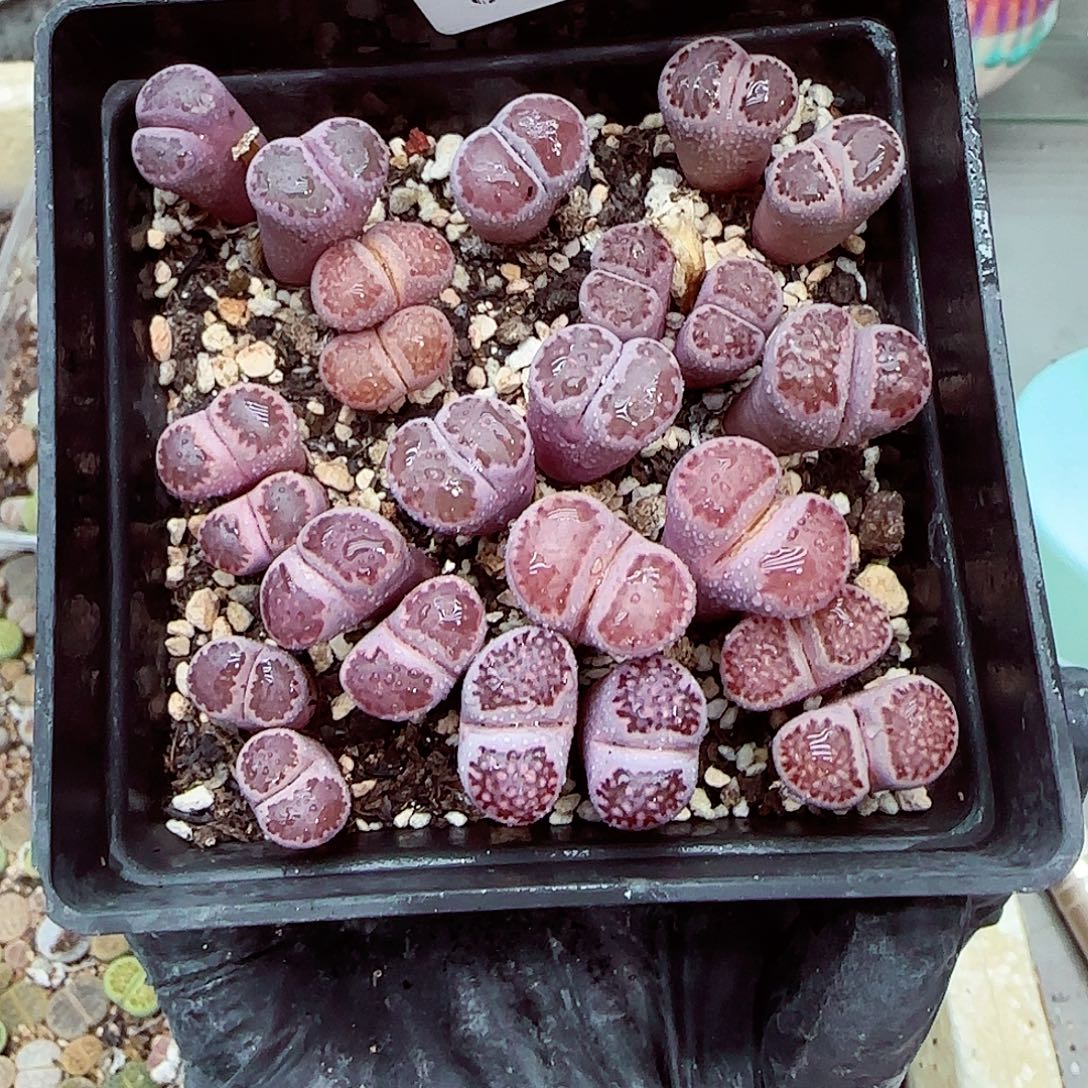 生石花满18包邮0927-55
