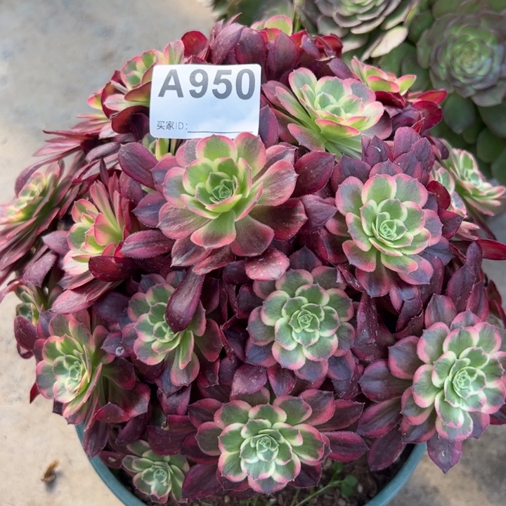 950安娜23厘米左右