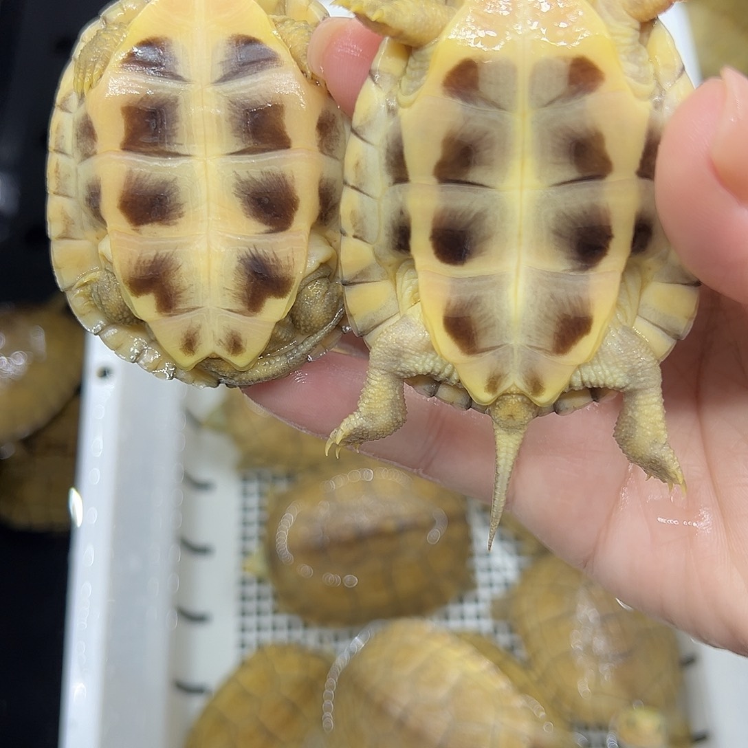 不***道宠物龟不分公母小青