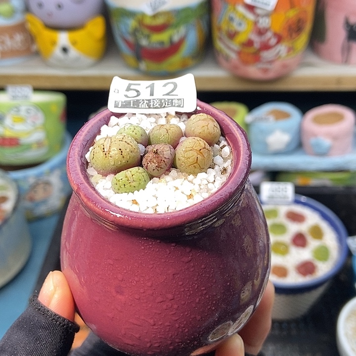 大舅生石花肉锥多肉512