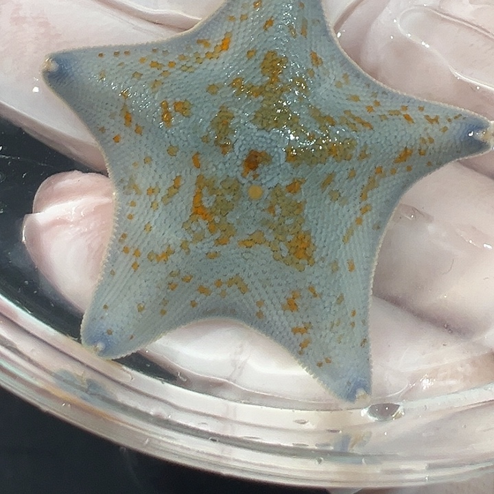 海星16号小精品三指