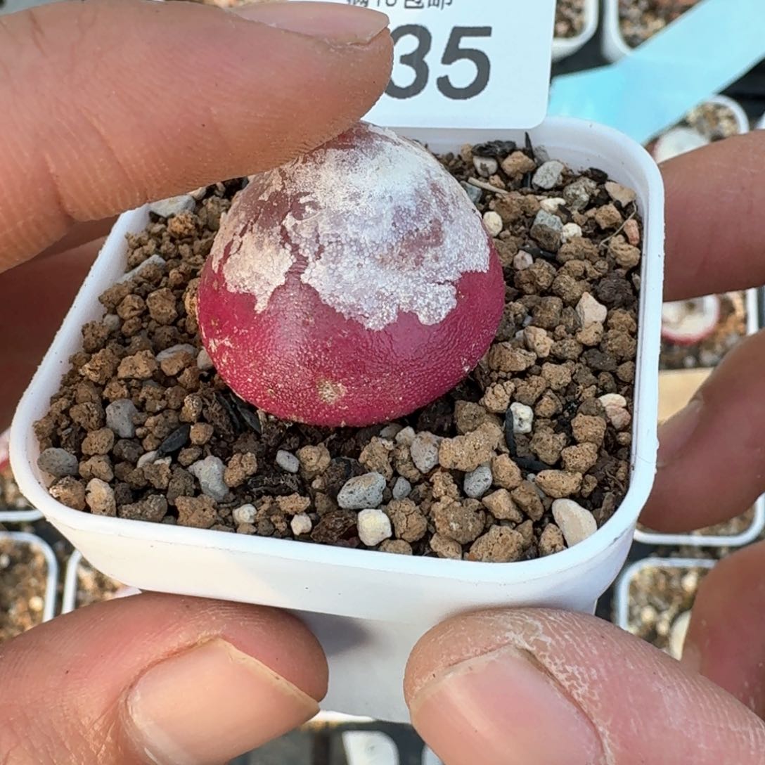 C35 灯泡尺寸2.6 带盆稍微有一点点瑕