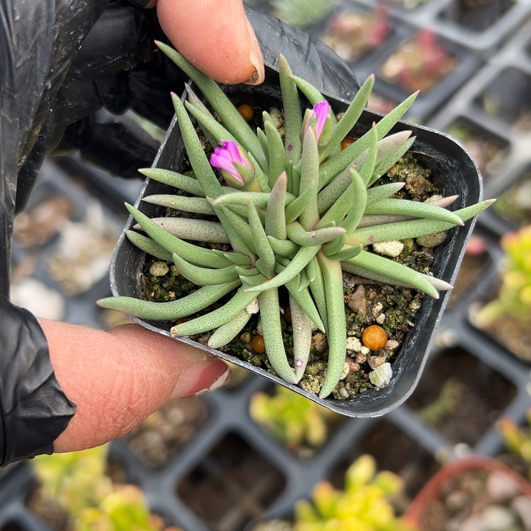 多肉植物短叶美杜莎