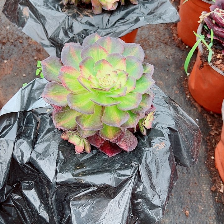 海王七彩8720多肉植物大战