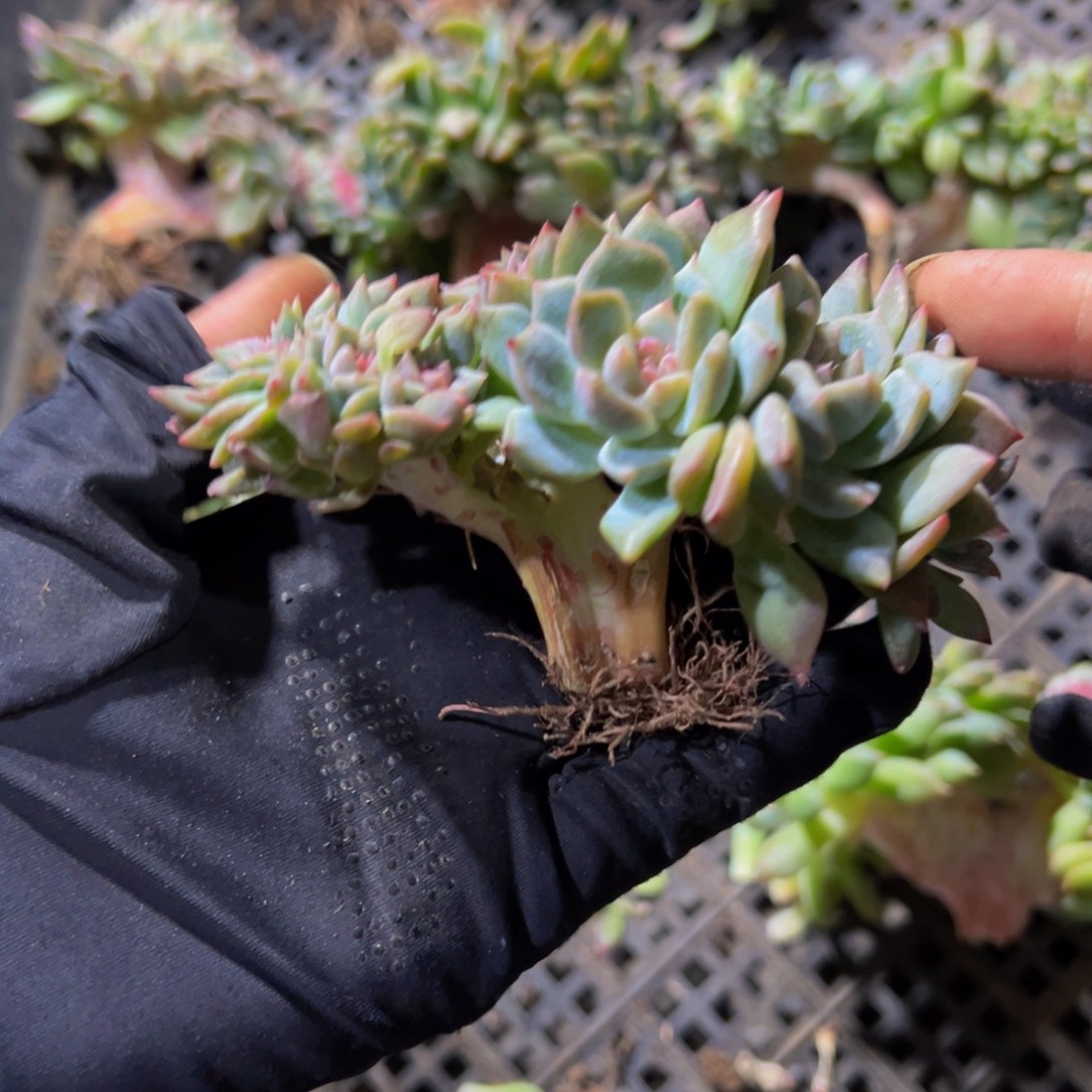 水蜜桃冰魄缀微瑕