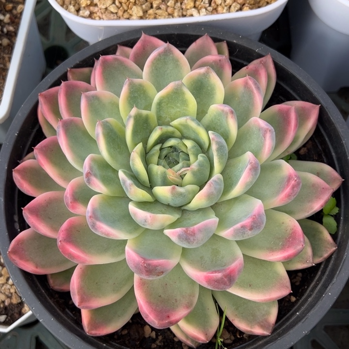 阿尔巴佳人锦冠服18