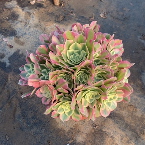 粉女巫绿体13多肉植物法师