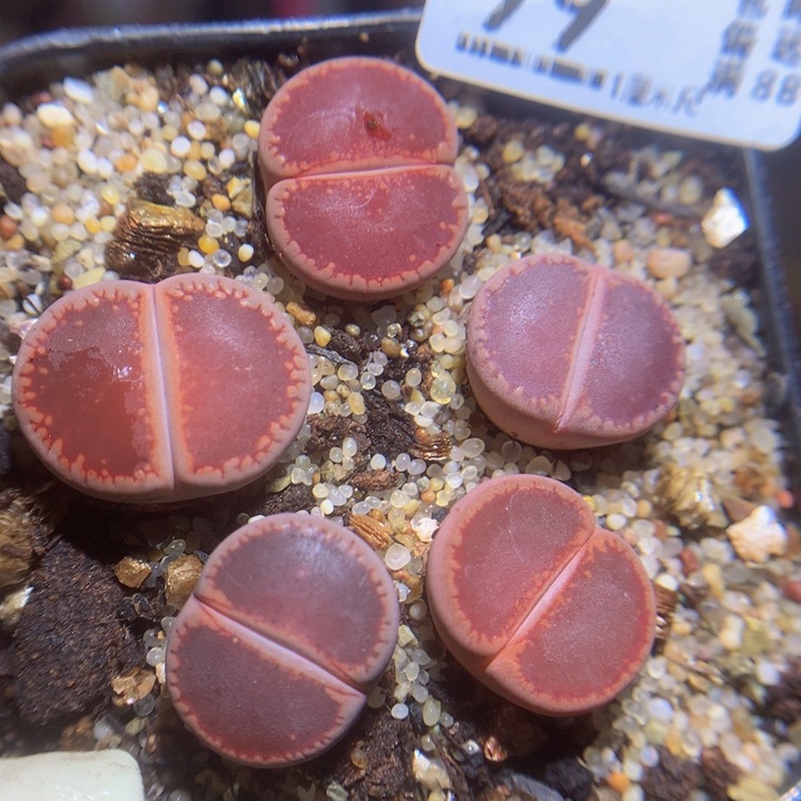 精品生石花123.99ko