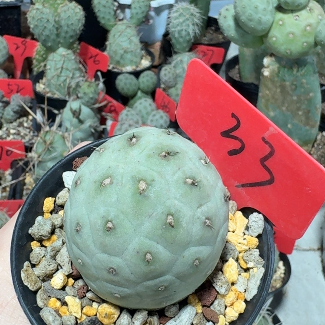 白皮习志野冠幅4公分随机发货