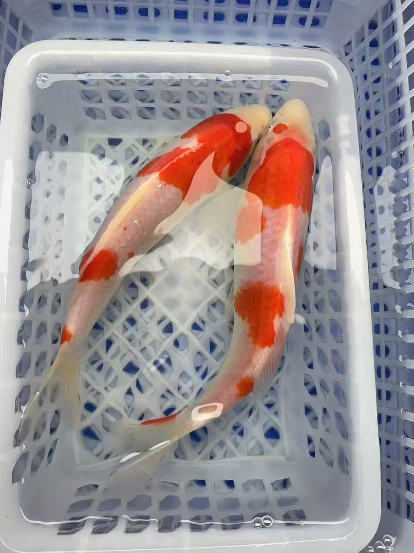 11号【红白三色锦鲤18-20公分两条装】冷水观赏鱼 包邮