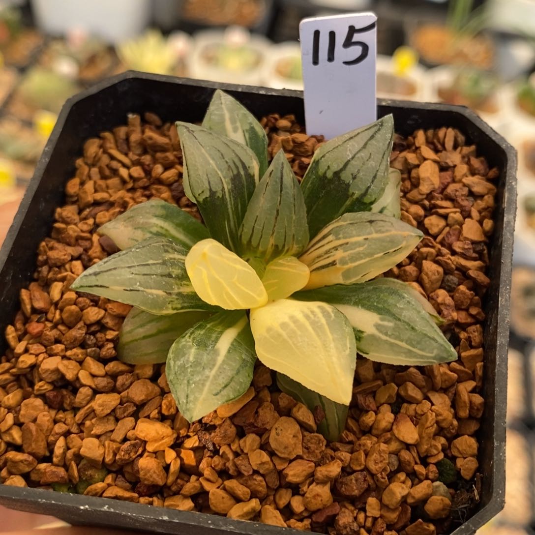 115号西瓜锦带盆