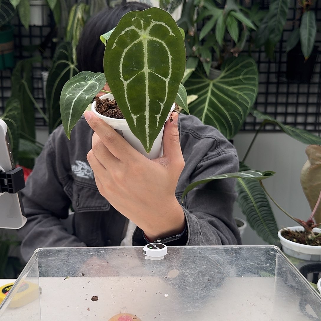 完全开放V01水晶盾