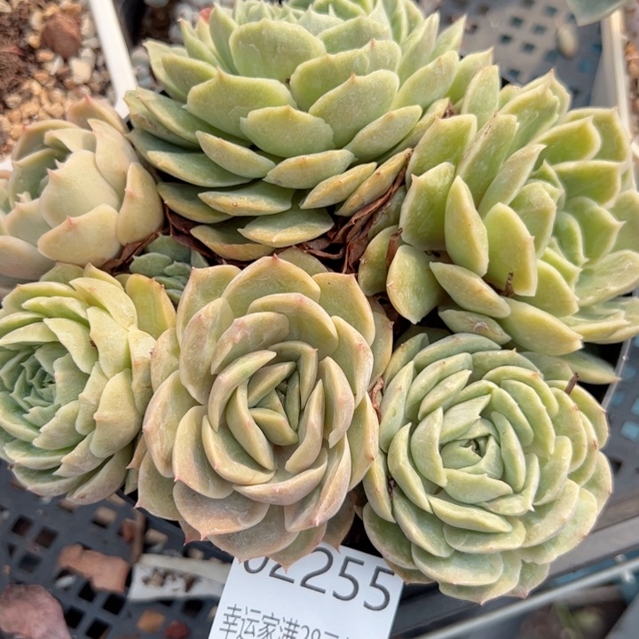 幸运颜色白色黑色高