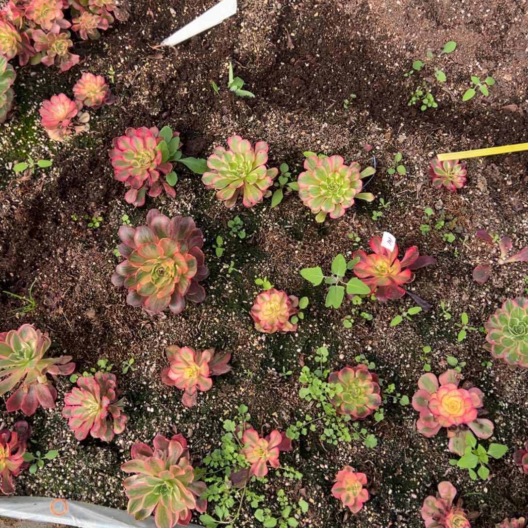 121一片法师多肉嘻嘻嘻