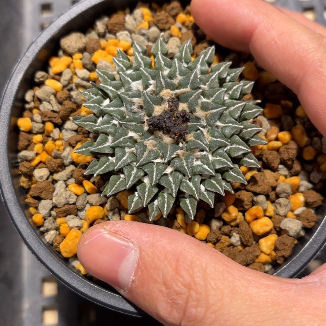 姬牡丹带盆包邮的