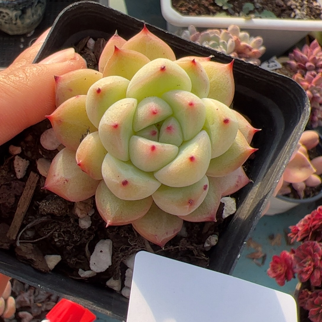 117 满38包邮一物一拍