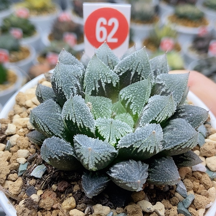 62白帝城玉露11111111111111