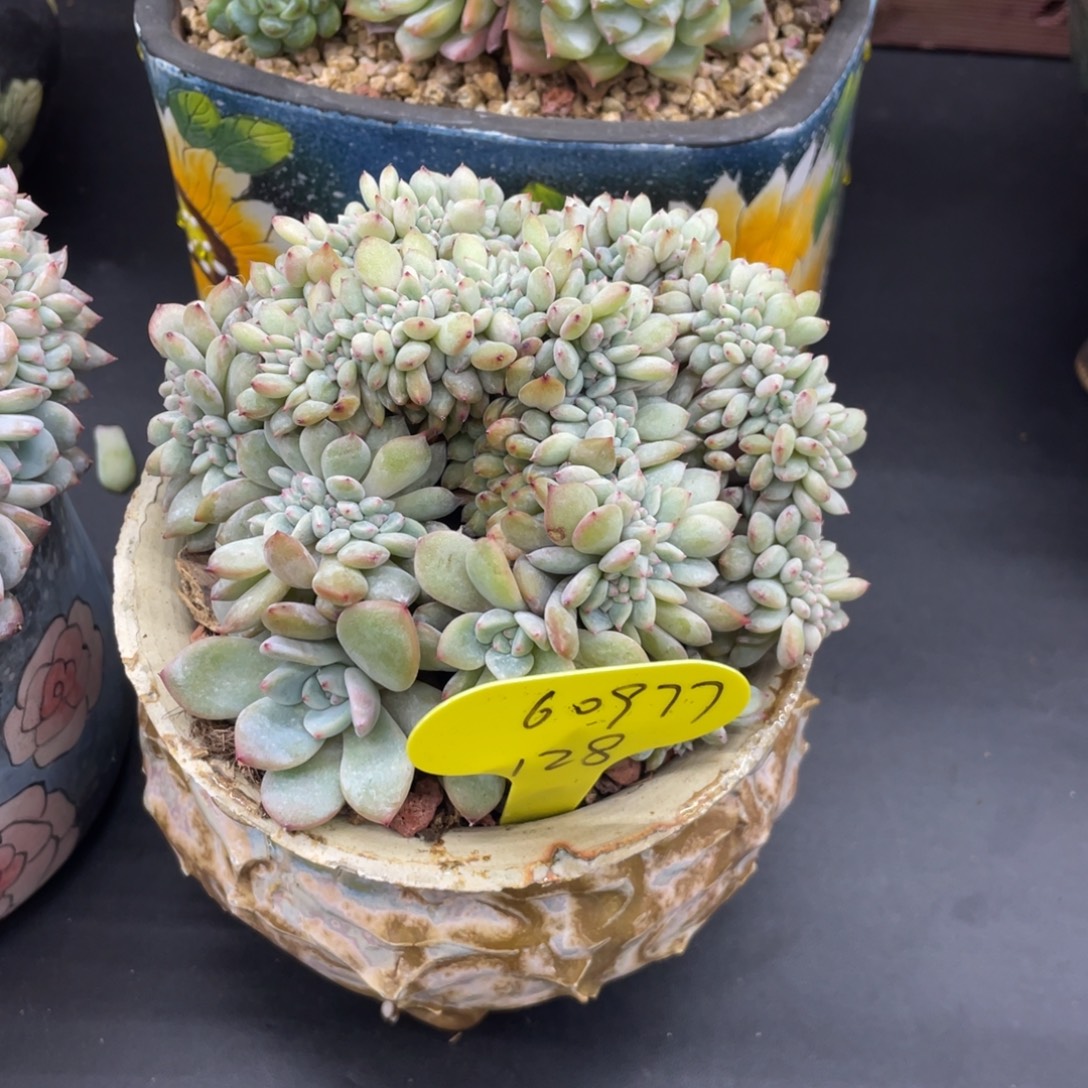 用***7石榴子星影满天星底切