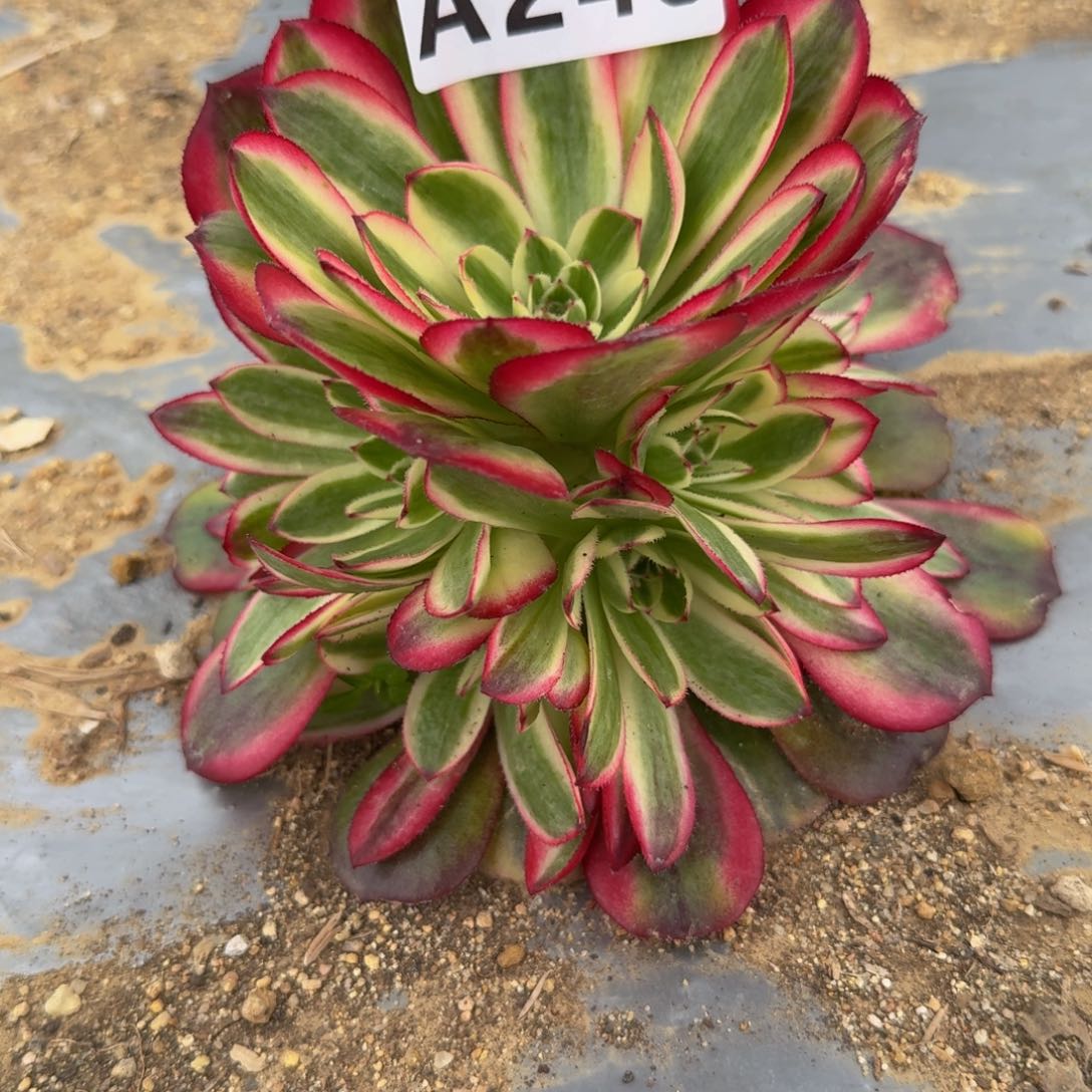 248荔枝。多肉植物