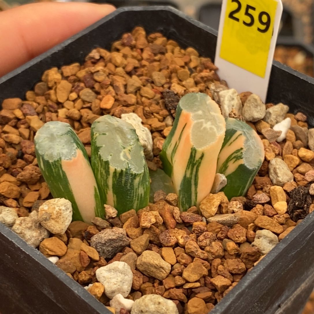 259北斋北斋玉扇多肉植物