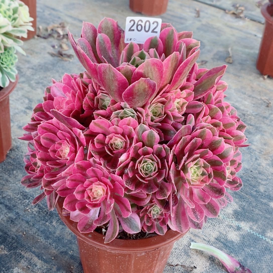 粉女巫2602多肉1111